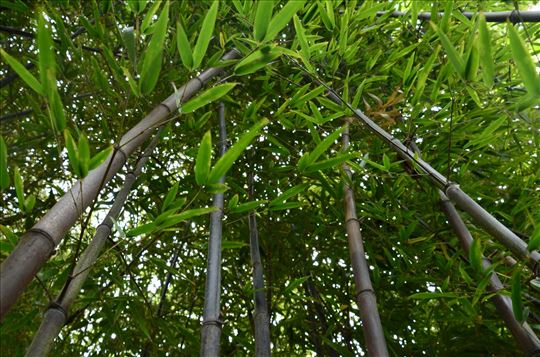 Phyllostachys nigra- crni bambus