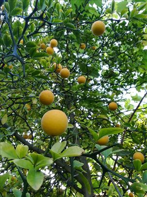 Poncirus trifoliata-Sibirski limun