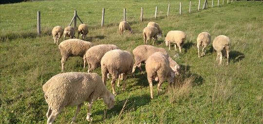 Prodajem stado od 16 umatičenih virtemberg ovaca
