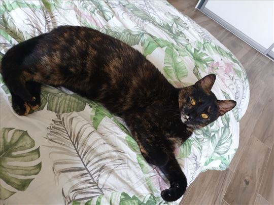 Umiljata maca traži dom u Beogradu