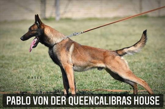 Belgijski ovčar parenje