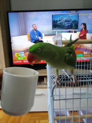 Nestao papagaj u Mirijevu 