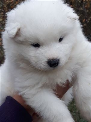 Samojed, štene