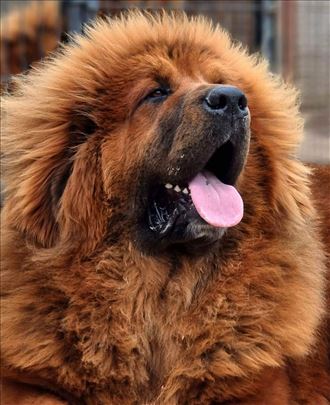 Tibetski mastif, štene