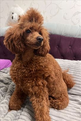 Pudla crvena, mužjak za parenje BGD