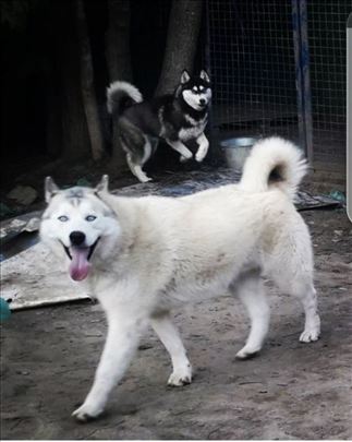 Sibirski haski,odrastao pas za parenje ili prodaju