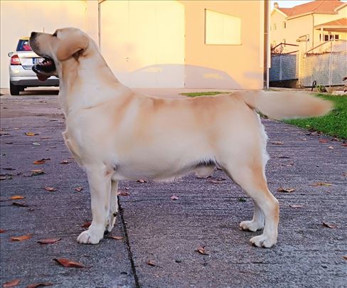 Labrador retriver, mlad pas