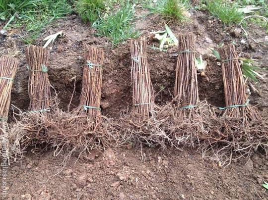 Sadnice maline wilamet