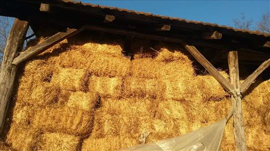 Detelina lucerka i livadsko seno povoljno