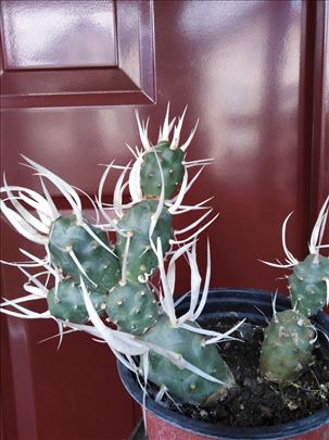 Kaktus tephrocactus articulatus
