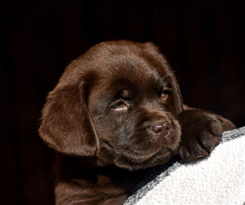 Labrador retriver, čokoladni štenci