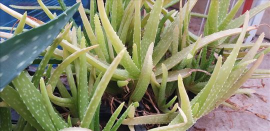 Aloe Barbadensis Miller - Aloja lekovita
