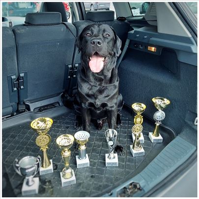 Labrador, višestruki šampion