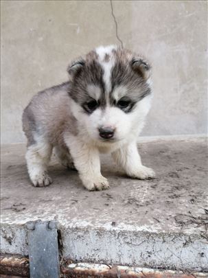 Sibirski haski , štene
