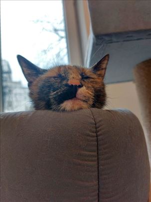 Medena Maša trobojna maca od 6 meseci traži dom