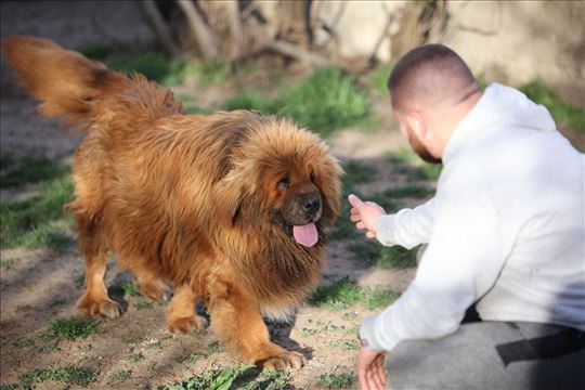 Tibetski mastif, mlad pas