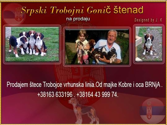 Srpski trobojni gonič, štene