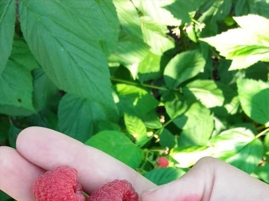 Sadnice Maline Heritidz