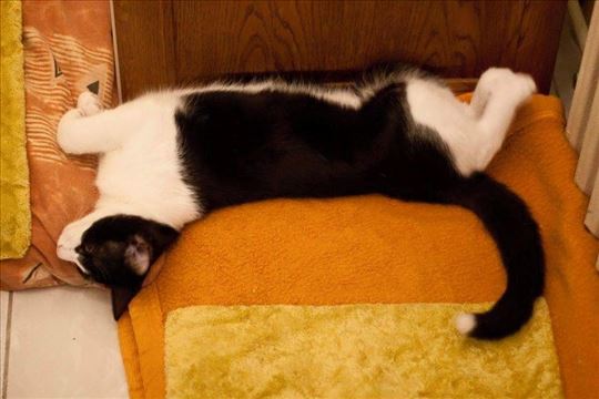 Crno-beli mačkić čeka dom