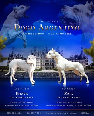 Dogo Argentino štenci