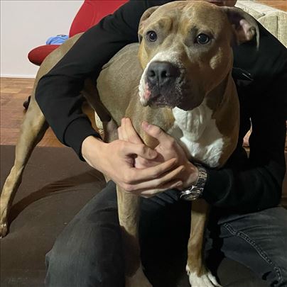 Pit bul terijer, mlad pas za parenje