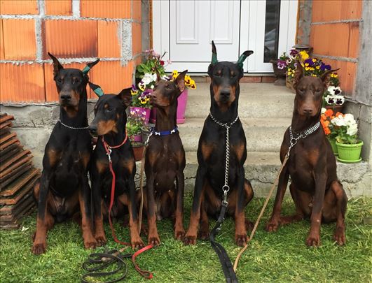 Doberman , mlad pas