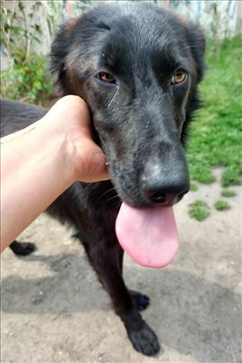 Mešanac No Vučko na poklon!