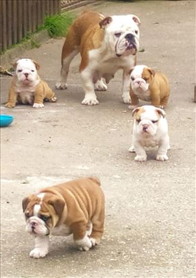 Buldog, štene