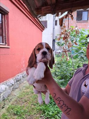 Bigl, štene