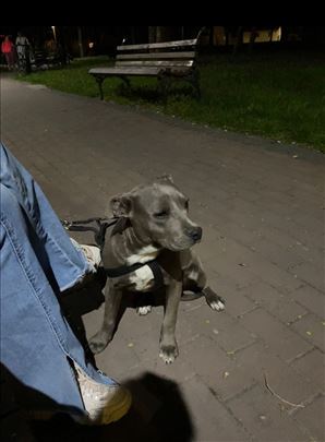 Pit bul terijer, mlad pas