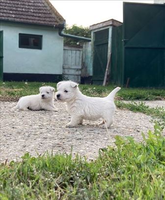 Zapadnoškotski beli terijer, štene