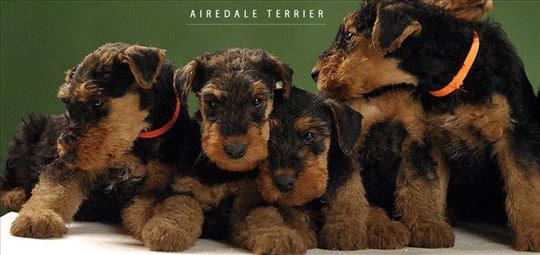Erdel Terijer - prelepi štenci