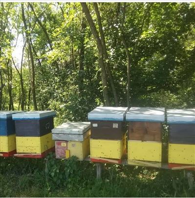 Prodajem pčelinja društva sa košnicama