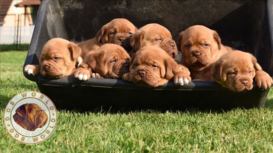 Bordoška doga, štenci Dogue de Bordeaux