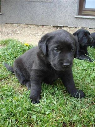 Labrador retriver, štene