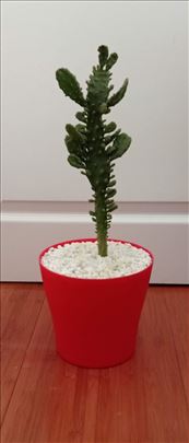 Opuncija kaktus 30cm