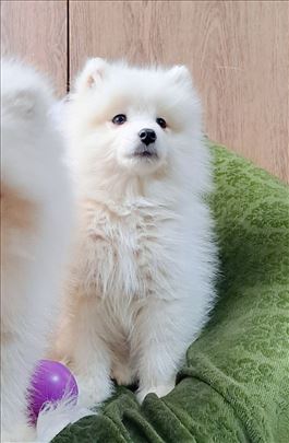 Samojed, štene