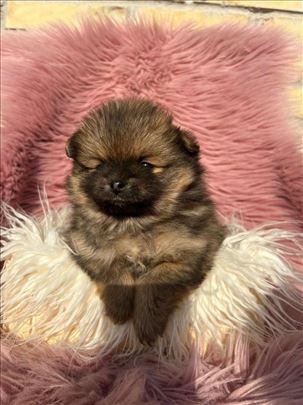 Pomeranci boo