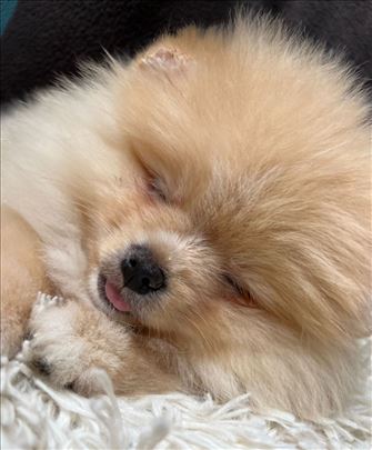 Pomeranci boo