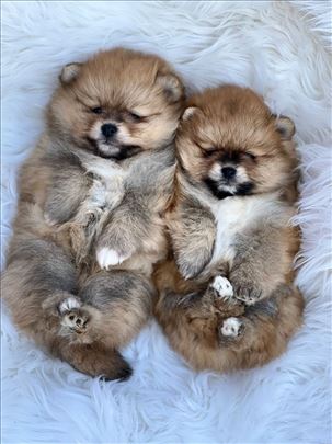 Pomeranci boo