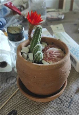 Dekorativni kaktus mali