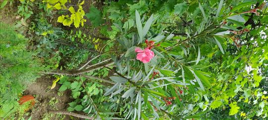 Prodajem lijandere i ruzmarin