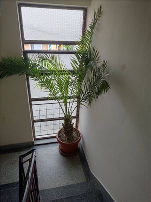 Velika palma u saksiji 