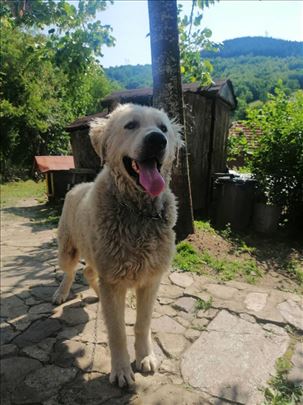 Mađarski Kuvas, mlad pas