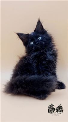 Wendy LVC Maine Coon sa pedigre
