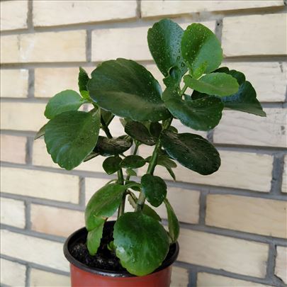 Kalanchoe Blossfelda (blossfeldiana)