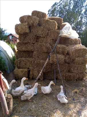 300 bale seno i 200 bale slama