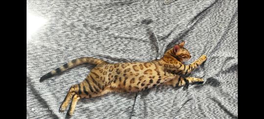 Bengalska , mlada mačka akcija