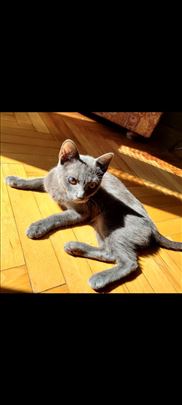 Ruska plava, mlada mačka