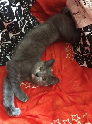 Djina maca fina siva mešanka ruske plave traži dom
